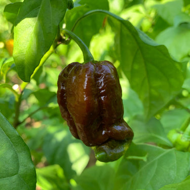 Trinidad Chocolate Scorpion - Seeds - The Pepper Pantry (Formerly Marie Sharp's)